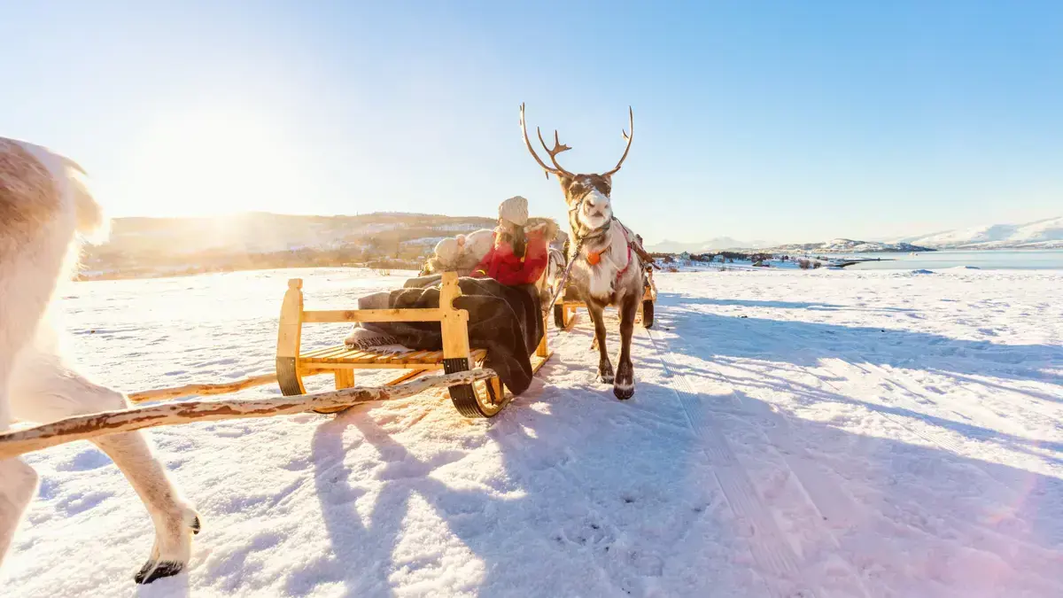 Lapland Excursion Reindeer 2