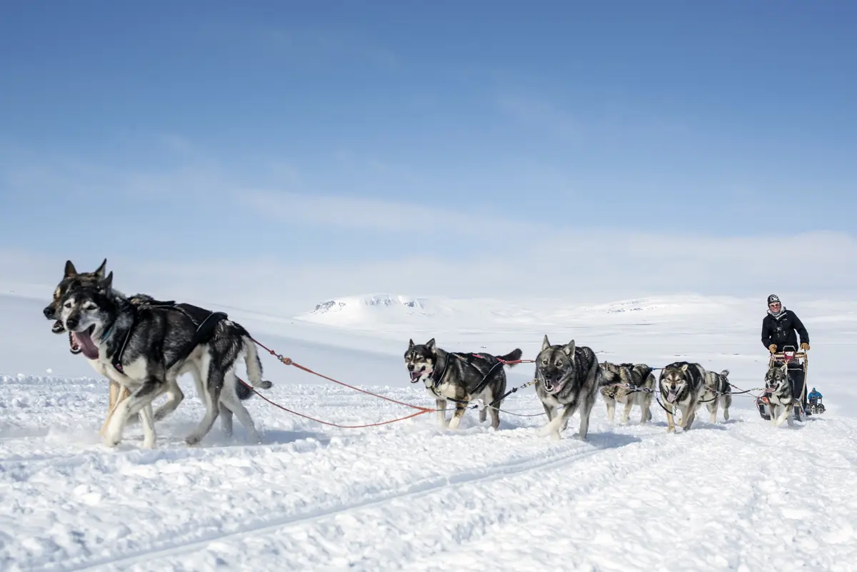 Muonio Finland Husky Tour