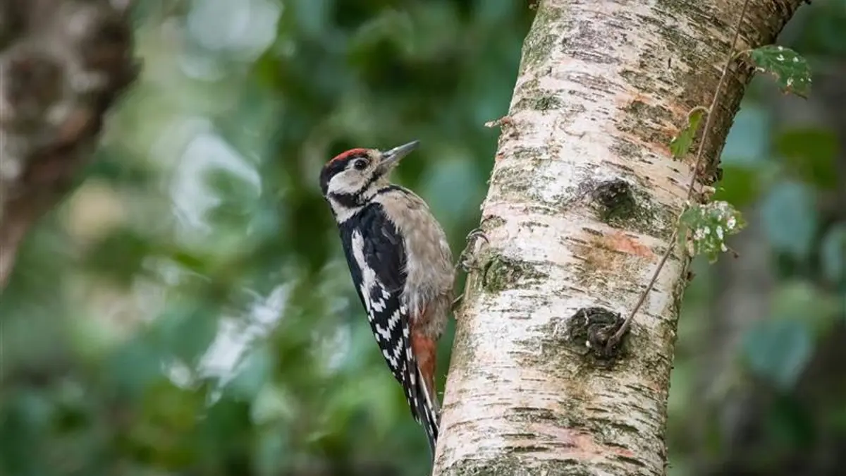 Zillertal Nature Park