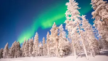 Finland Lapland Snowy Trees