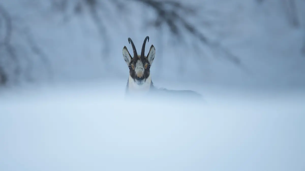 Wildlife Watching Val Di Sole Parco Nazionale Dello Stelvio Ph.Gigi Bavelloni