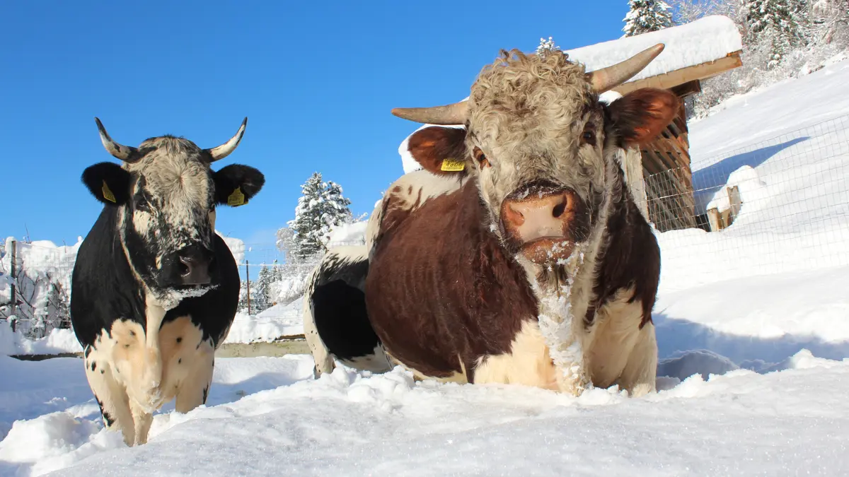 49393265948 1Dd9745dfe O