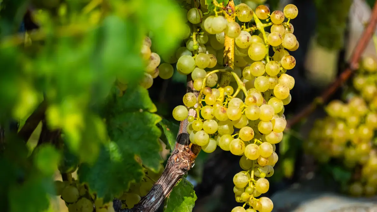 Switzerland Grapes