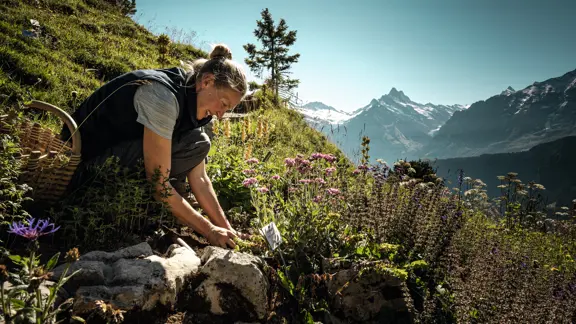 Wilderswil Schynige Platte Alpine Garden (Copyright: Schweiz Tourismus Nicole Schafer)