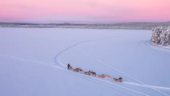 Harriniva Adventure Resort Muonio Reindeer Sleigh Ride