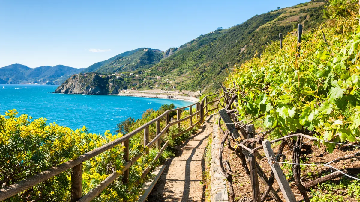 Walking through vineyards Cinque Terre