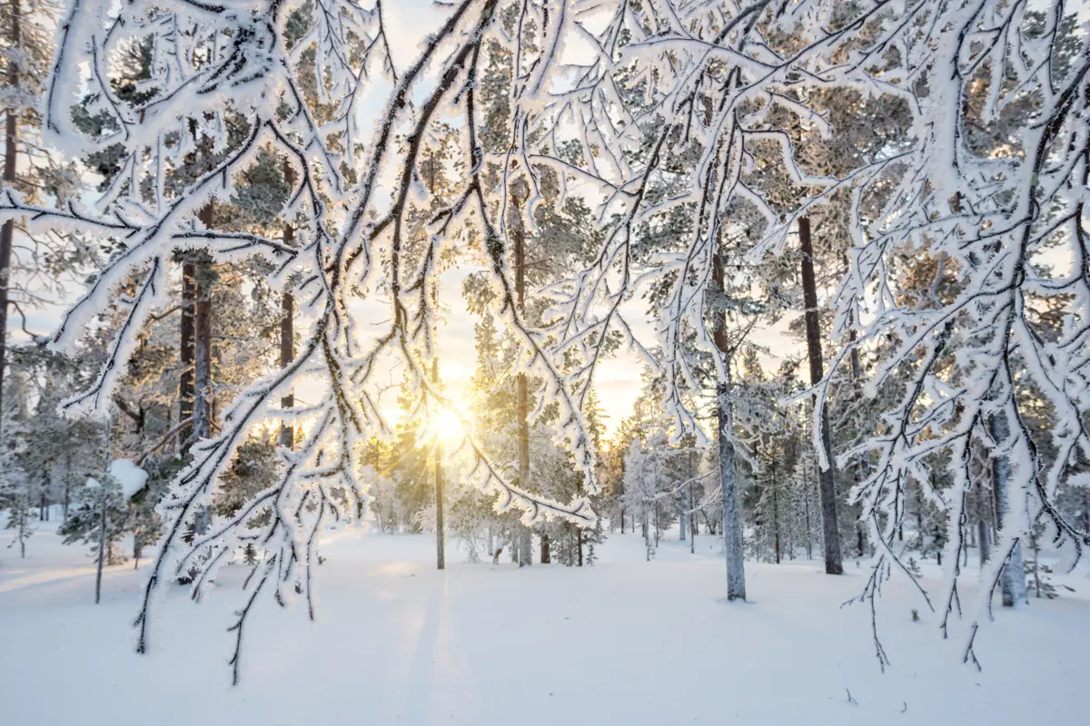 Saariselka Finland Snow Covered Landscape Adobe