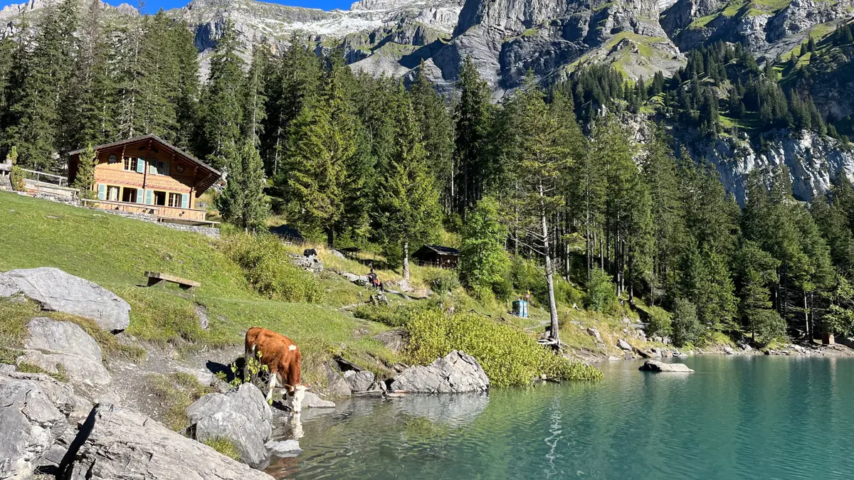 Kandersteg Cow At Oeschinensee
