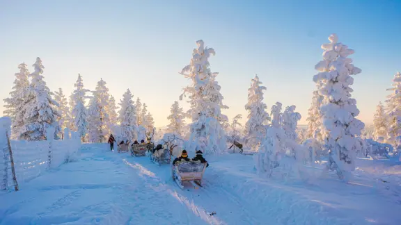 Lapland Saariselka Excursion Reindeer 4