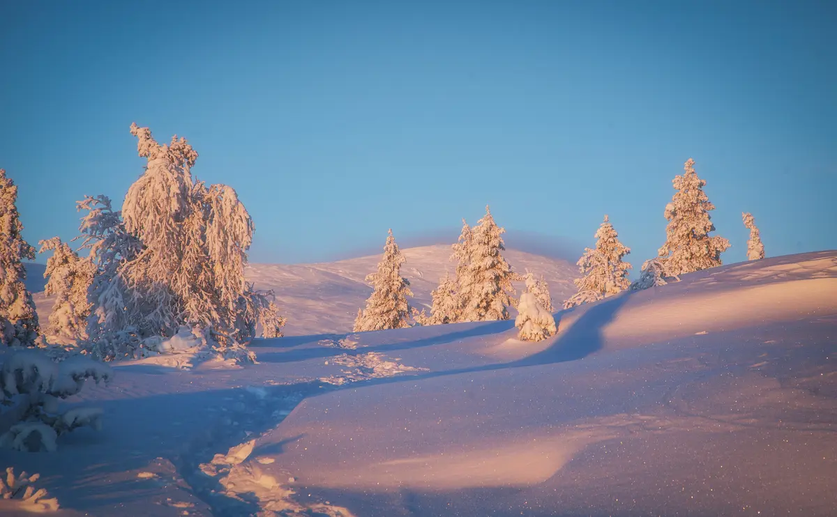 Muonio Finland Snowy Trees