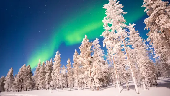 Finland Lapland Snowy Trees